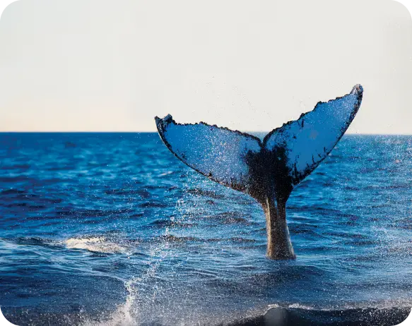 Hombre sonriente sosteniendo un celular